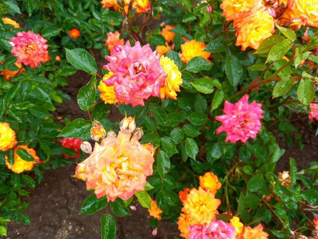 Чайная беседка