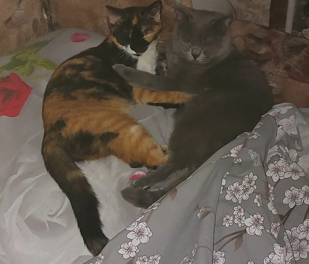 Tapтaлeтки & Ко