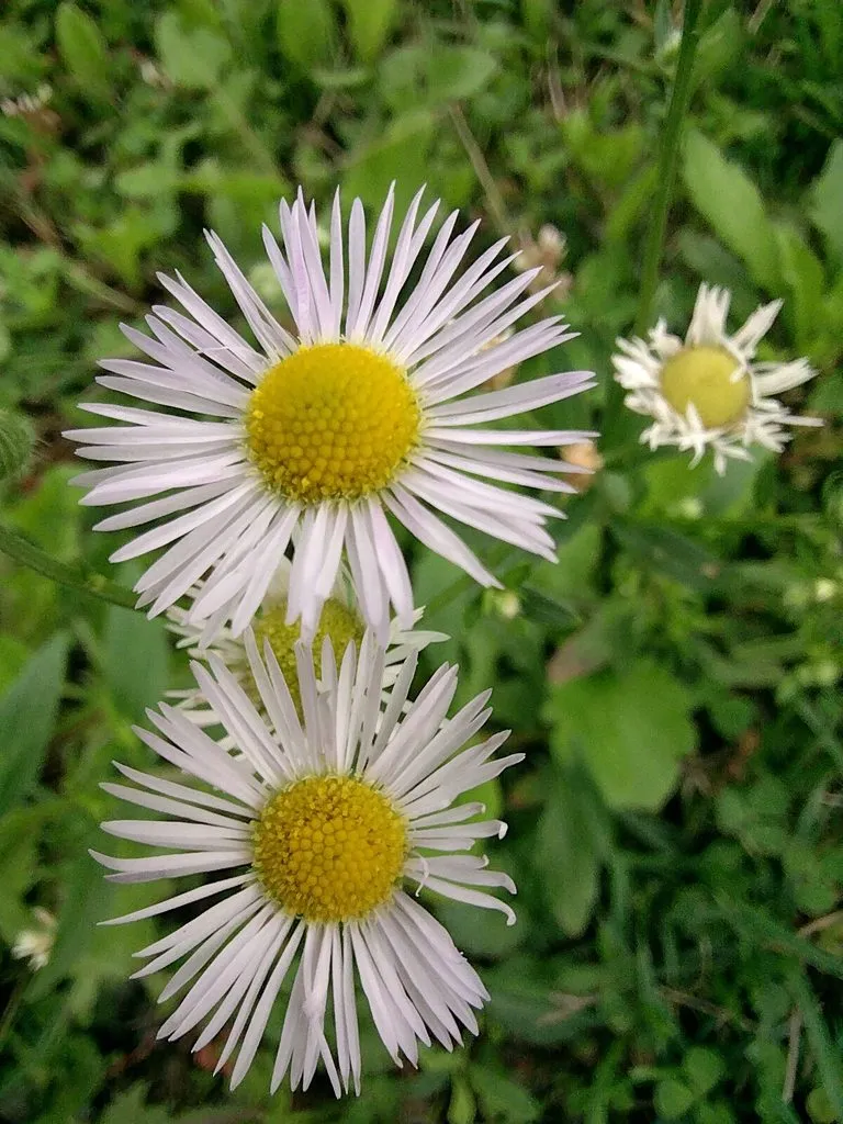 Флора