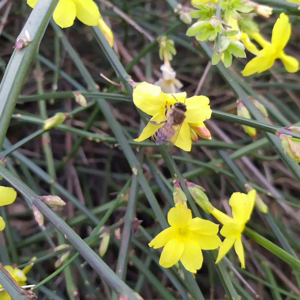 Чайная беседка