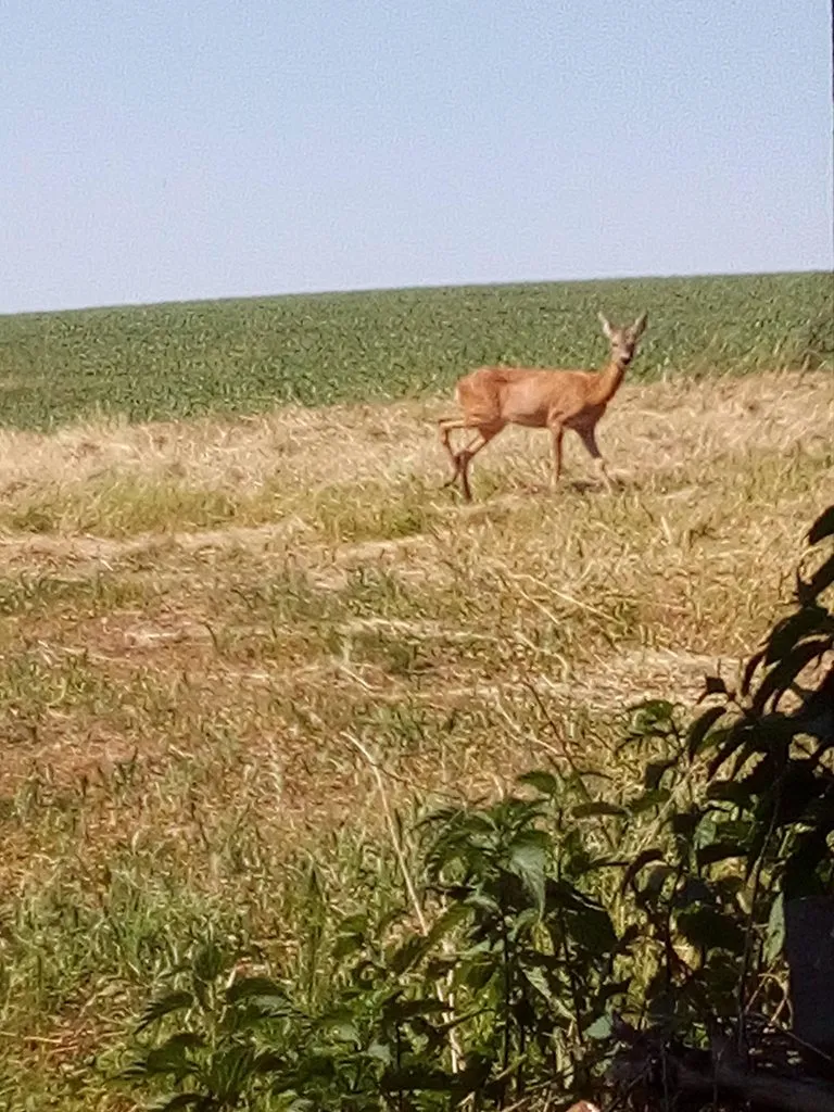 Чайная беседка