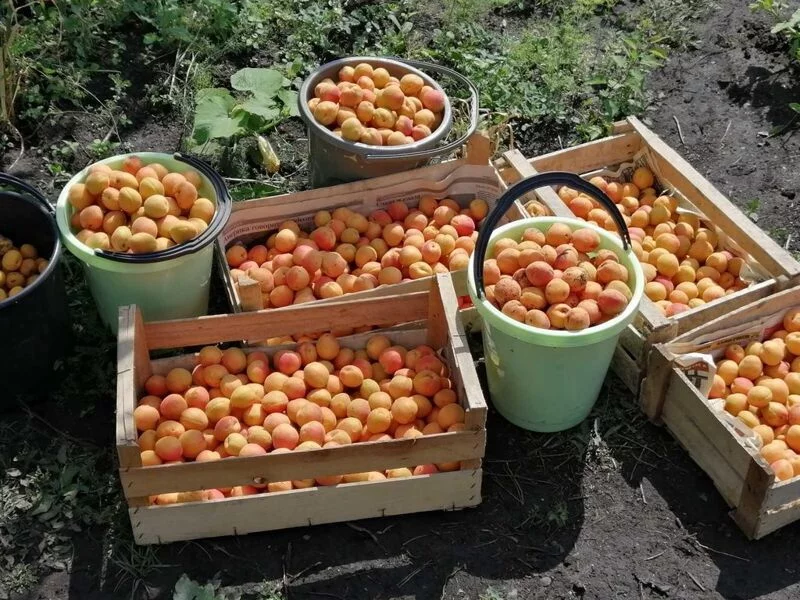 Чайная беседка