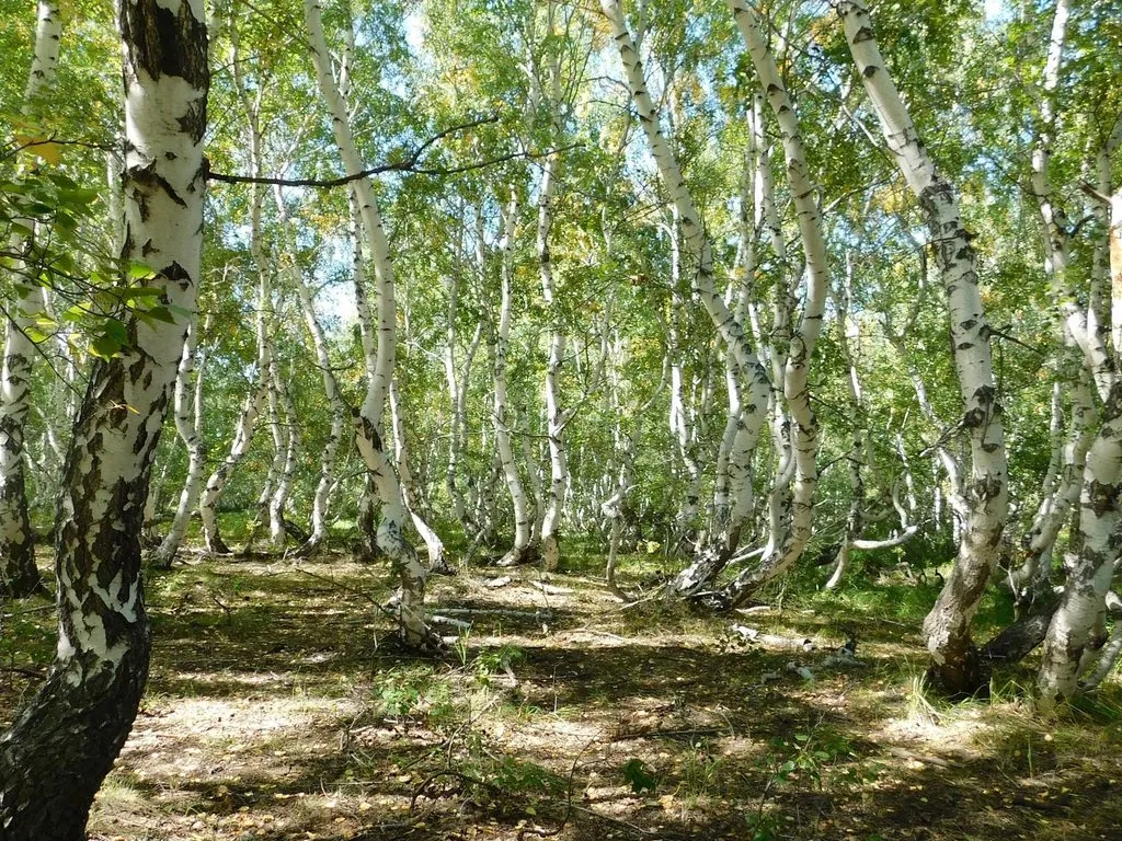 Корнеевка. "Танцующие" берёзы