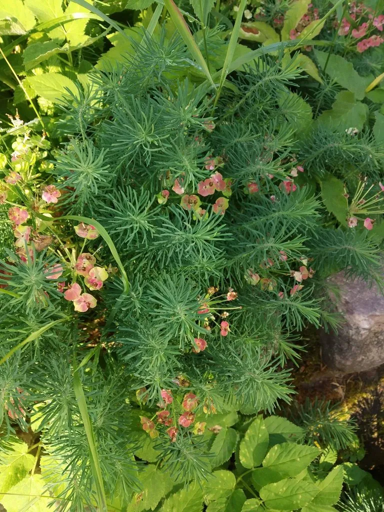 Чайная беседка