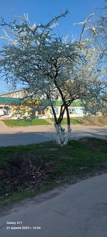 Чайная беседка
