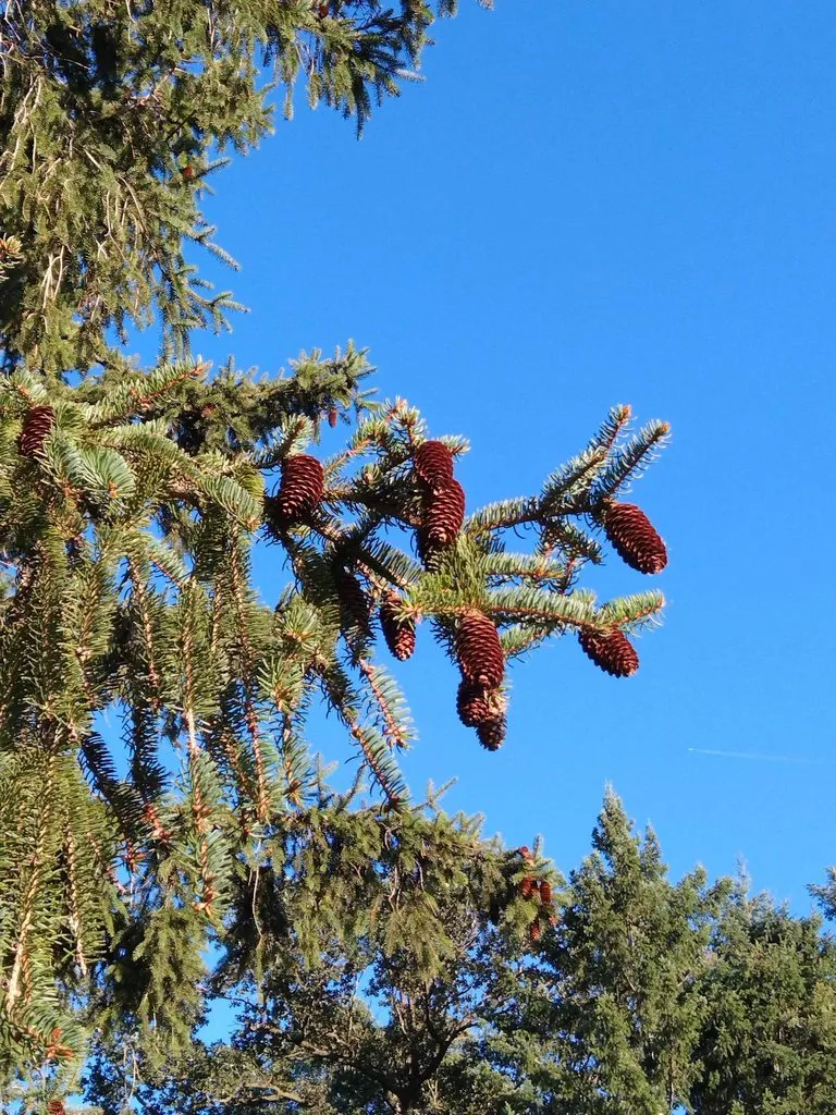 Чайная беседка