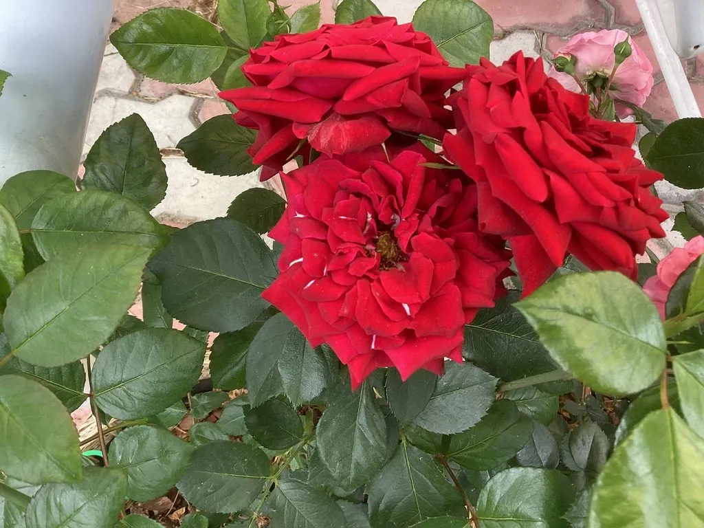 Флора