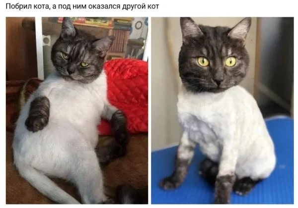 Человек собаке друг!!!