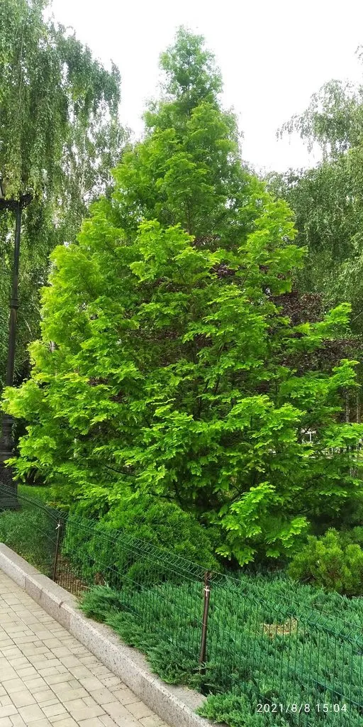 Tapтaлeтки & Ко