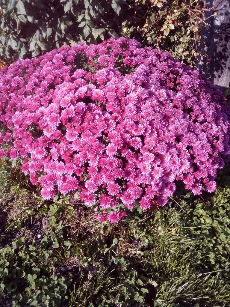 Чайная беседка