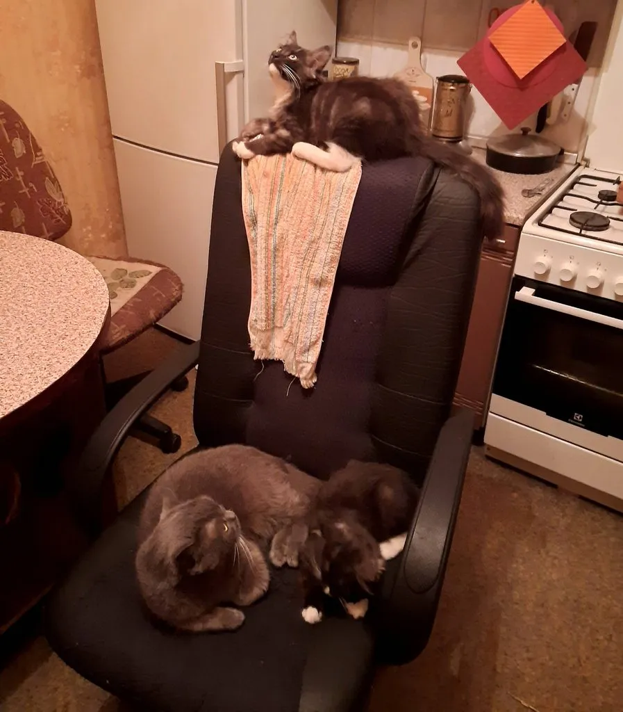 Tapтaлeтки & Ко