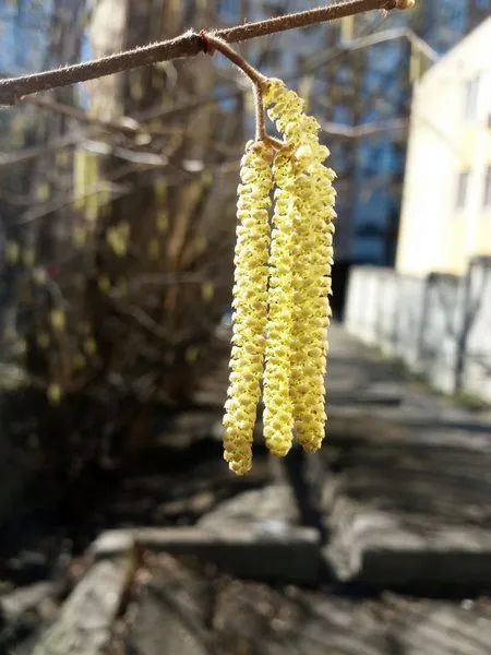 Чайная беседка