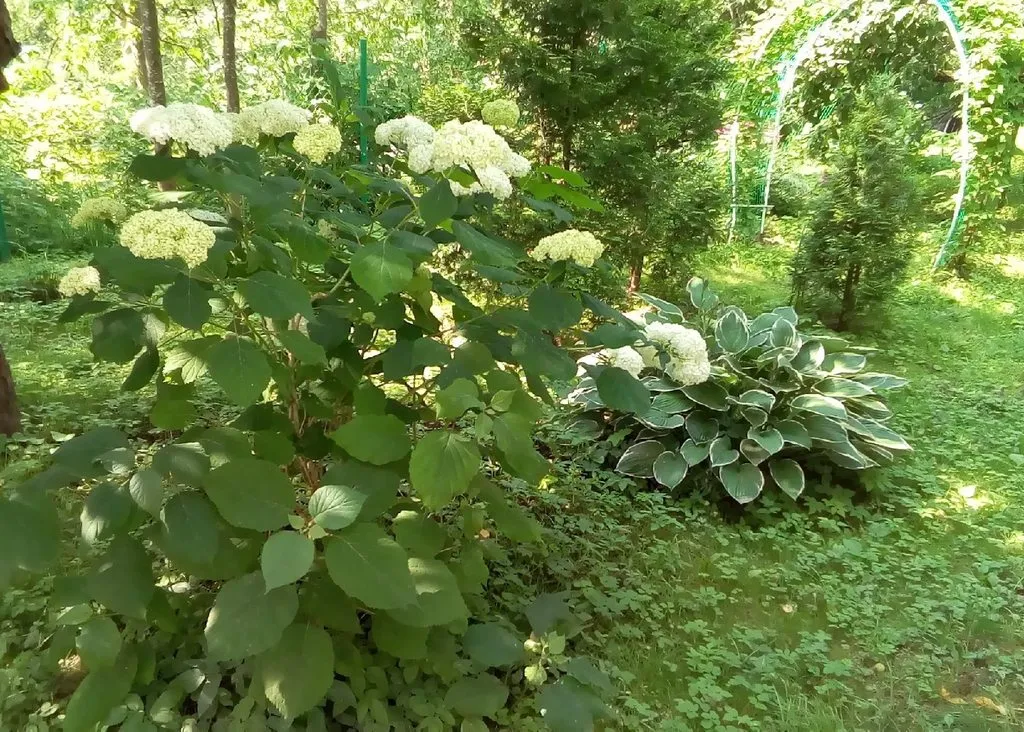 Кафе «У пани Сони»