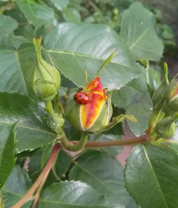 Чайная беседка