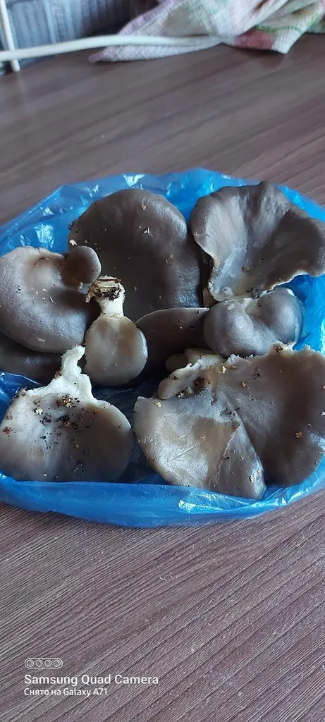По грибы с лукошком