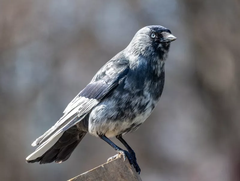 Коломенское