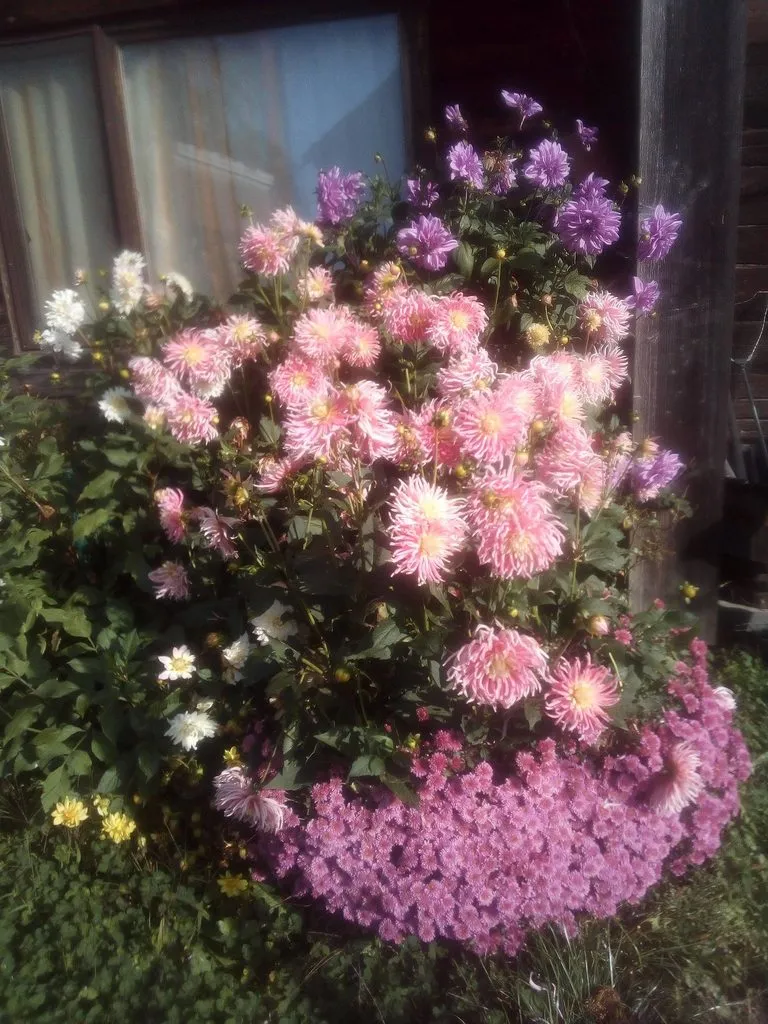 Чайная беседка