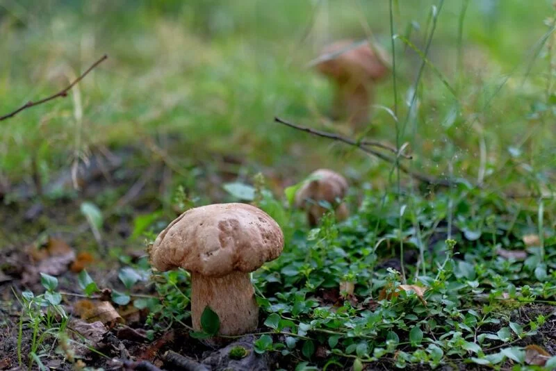 По грибы с лукошком