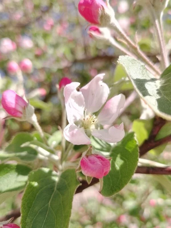 Фотонастроение