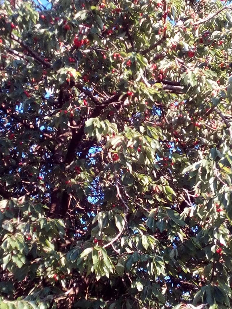 Tapтaлeтки & Ко