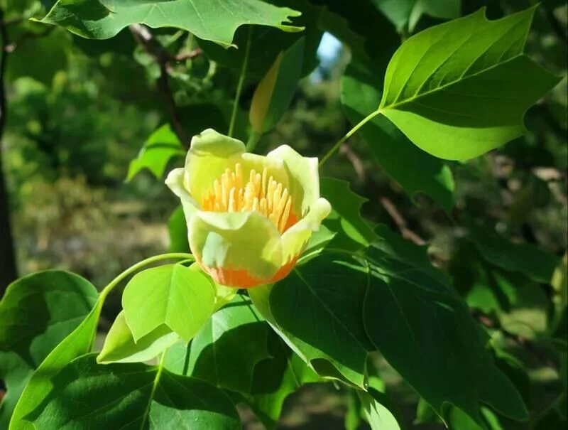 Чайная беседка