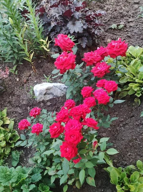 Чайная беседка