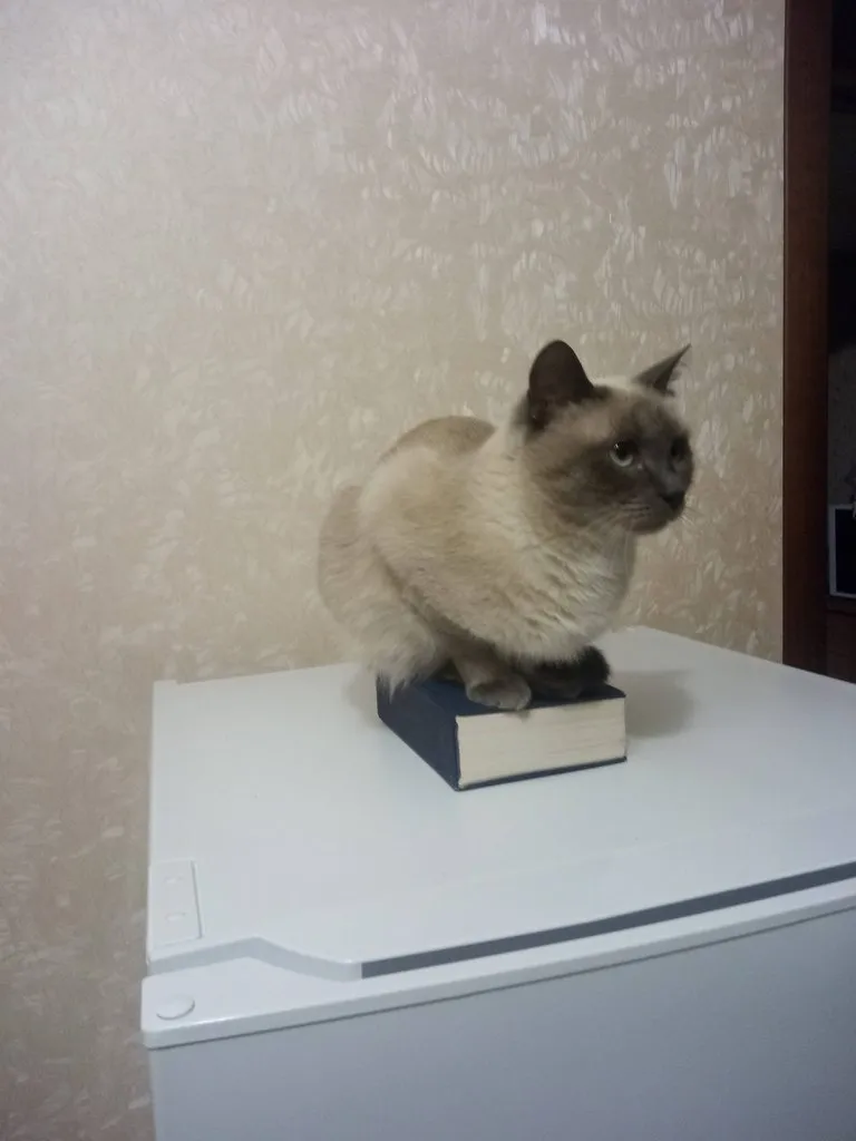 Tapтaлeтки & Ко