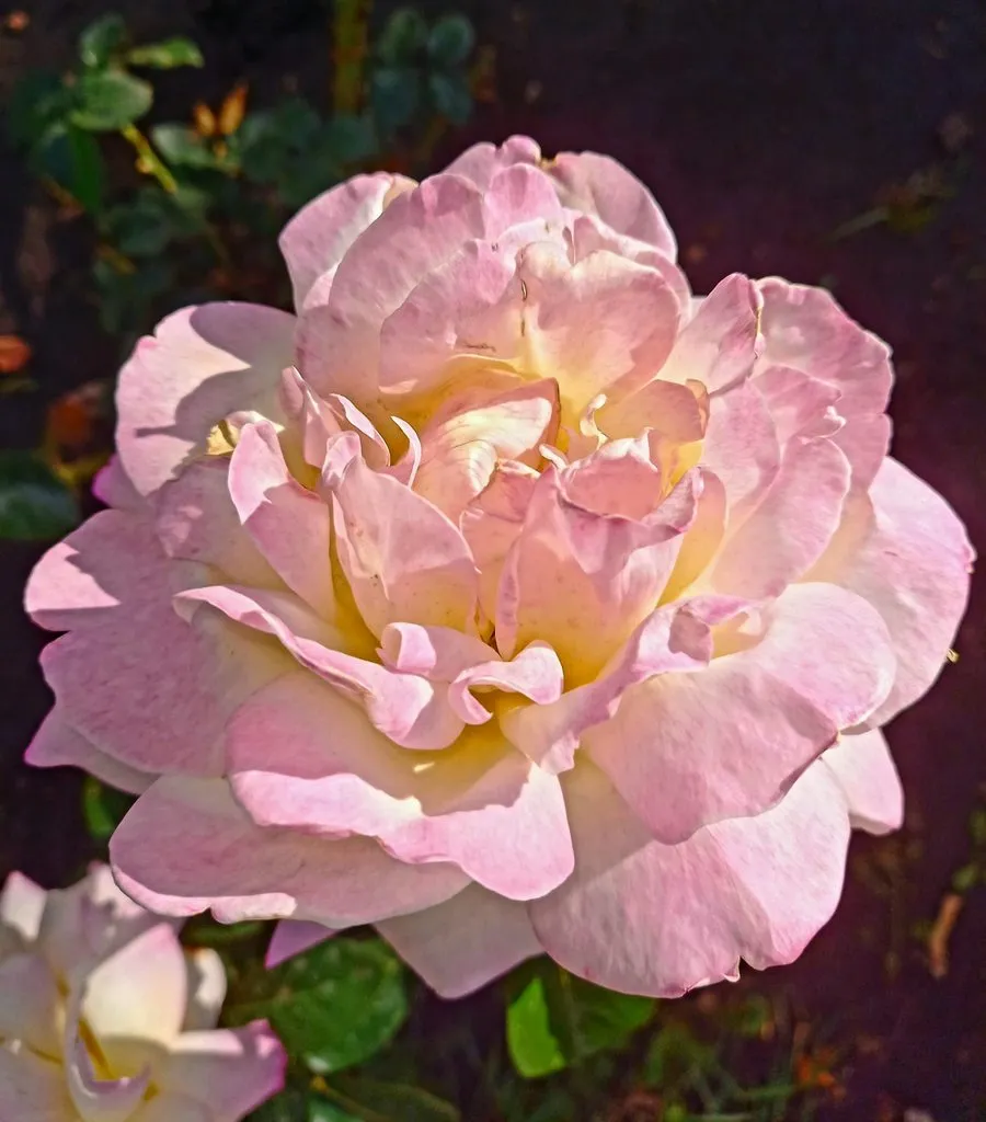 Чайная беседка