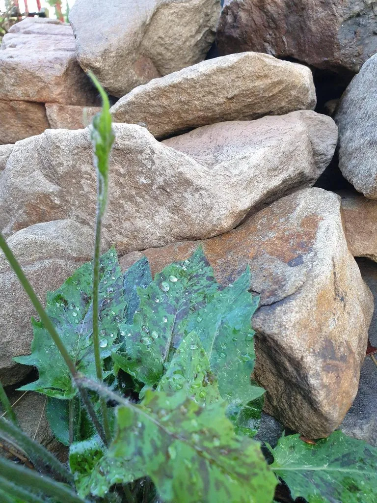 Чайная беседка