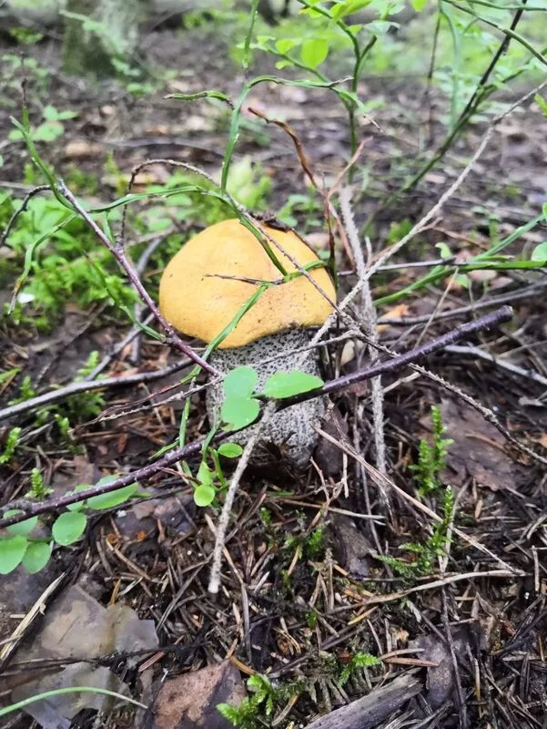 По грибы с лукошком