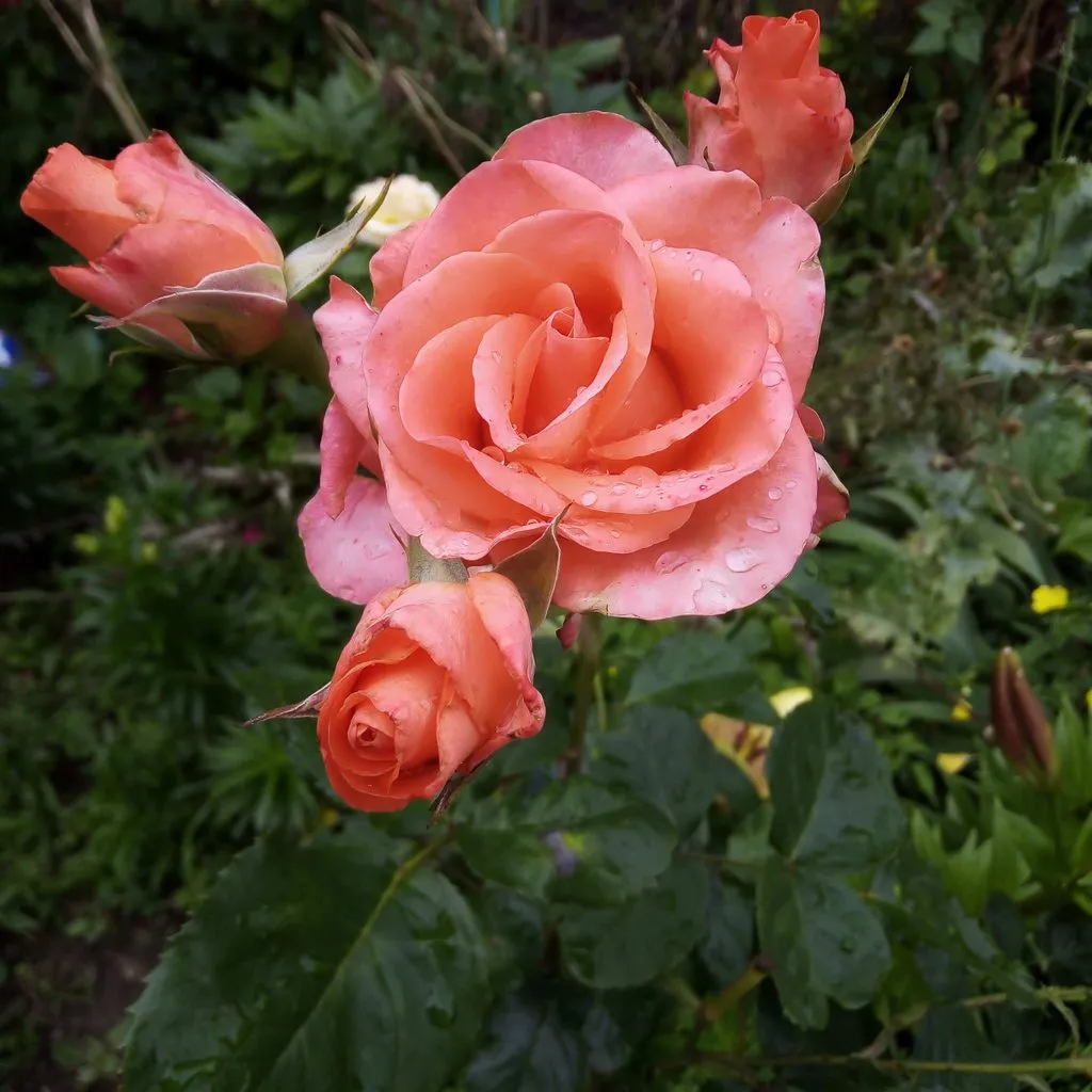 Чайная беседка