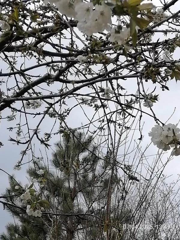 Чайная беседка