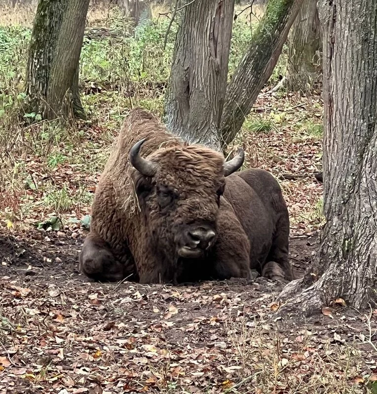 Чайная беседка