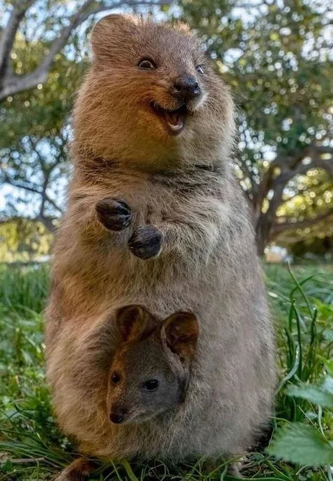 Эти забавные животные