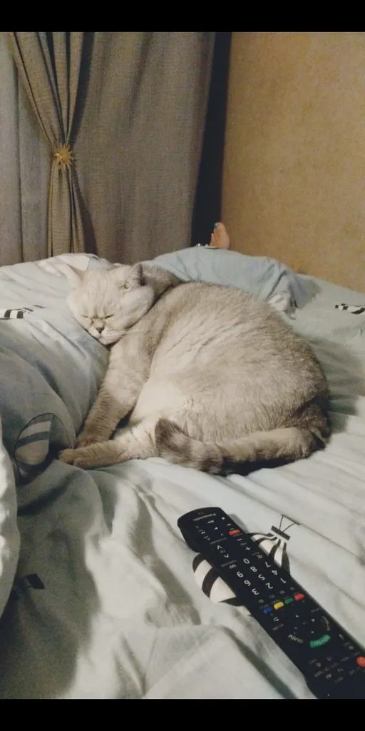 Tapтaлeтки & Ко