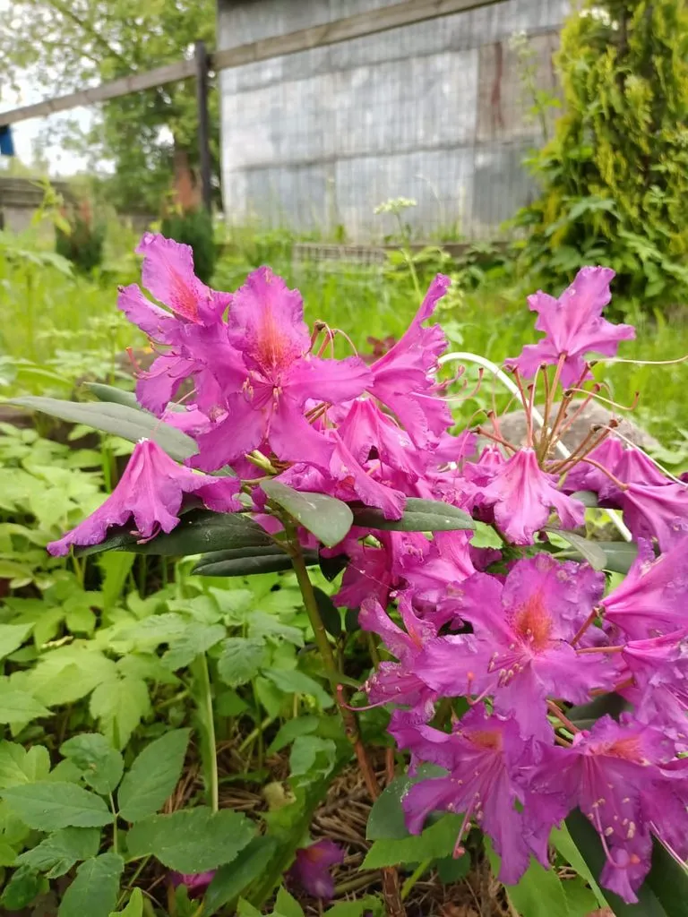 Чайная беседка