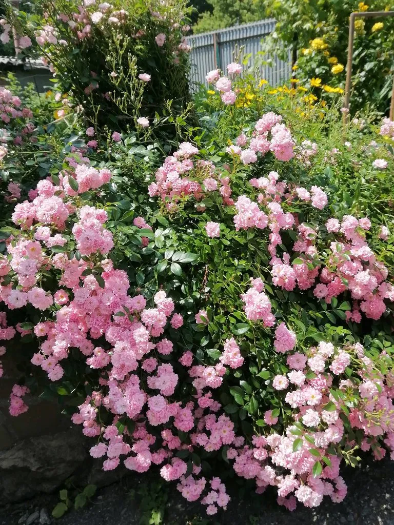 Чайная беседка