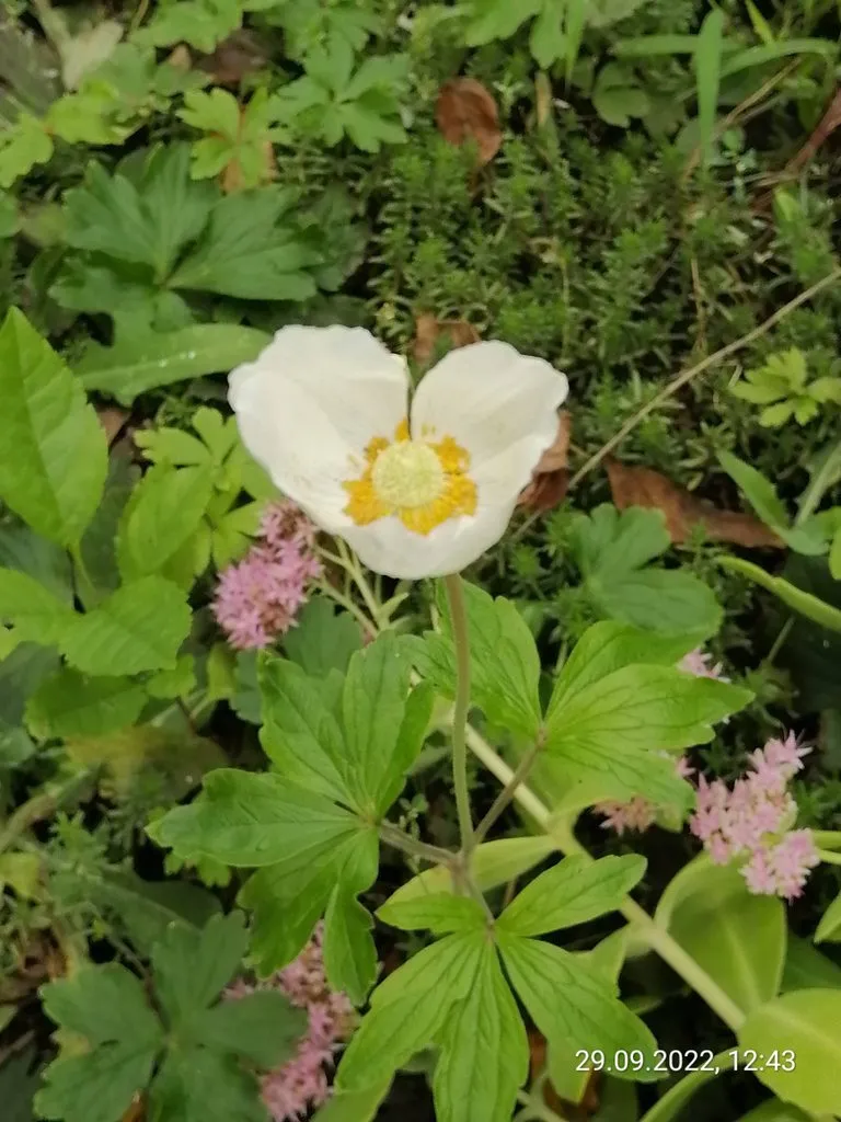 Чайная беседка