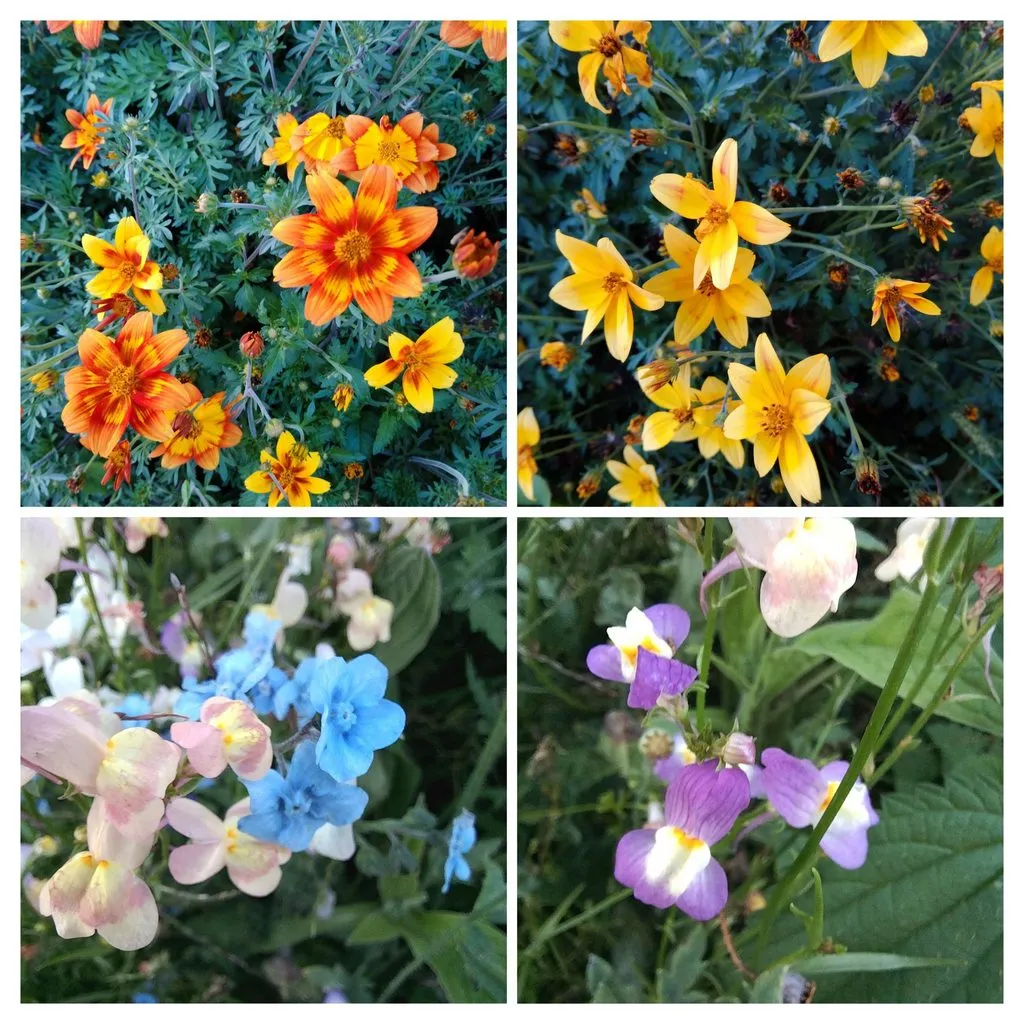 Чайная беседка