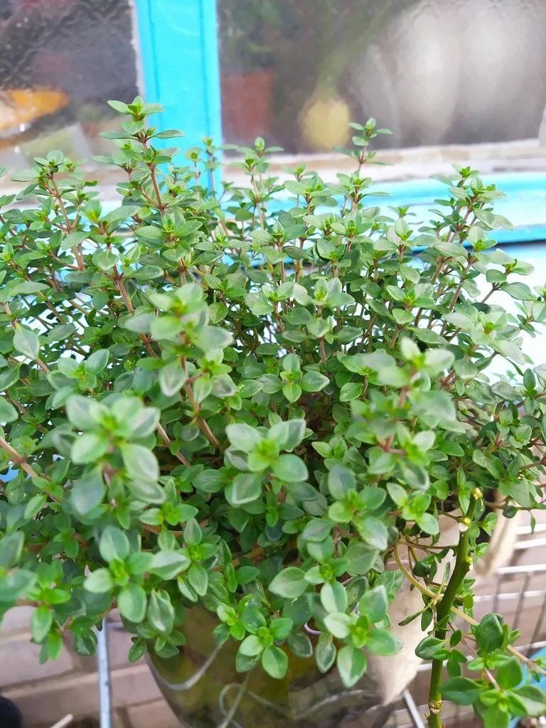 Чайная беседка