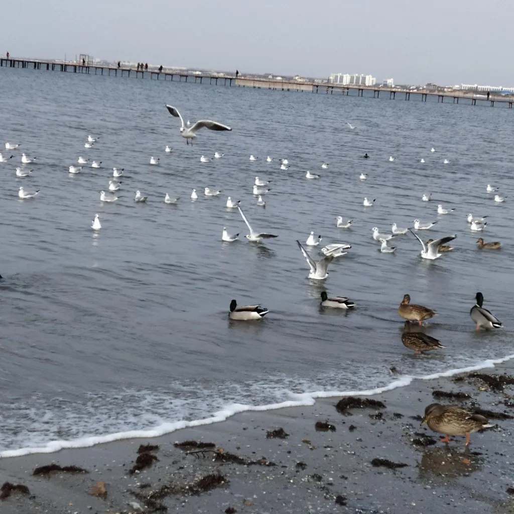 Чайная беседка