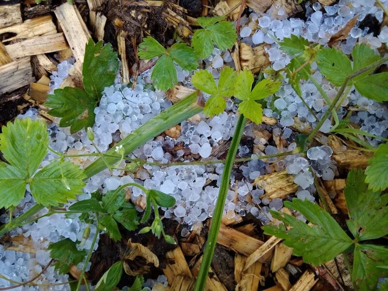 Чайная беседка