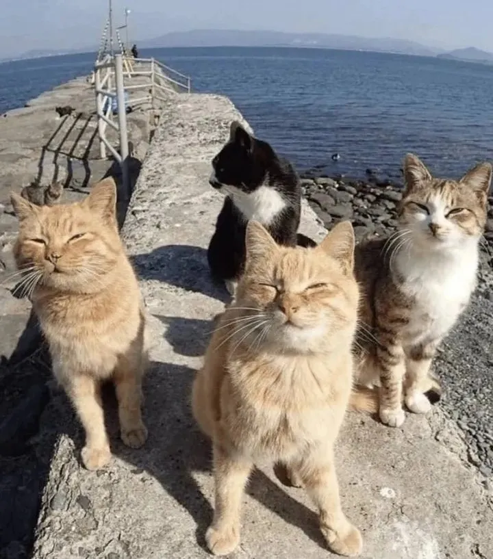 Кошичкина полиция