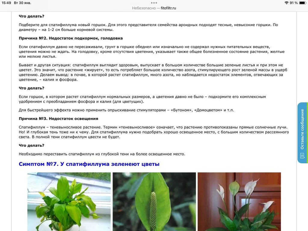 Цветочки: моем, пересаживаем, подкармливаем... (всё о комнатных растениях)