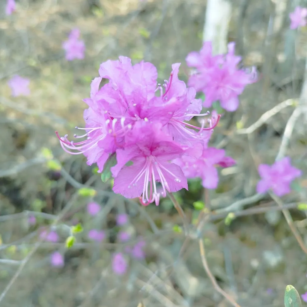 Чайная беседка