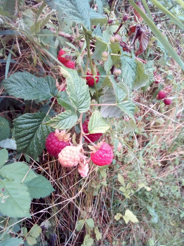 Чайная беседка