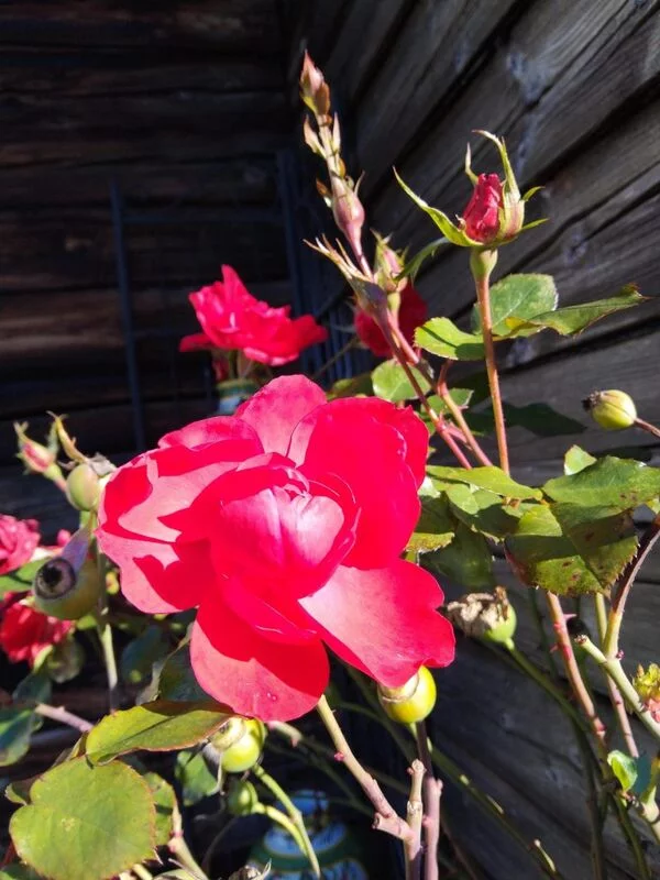 Чайная беседка