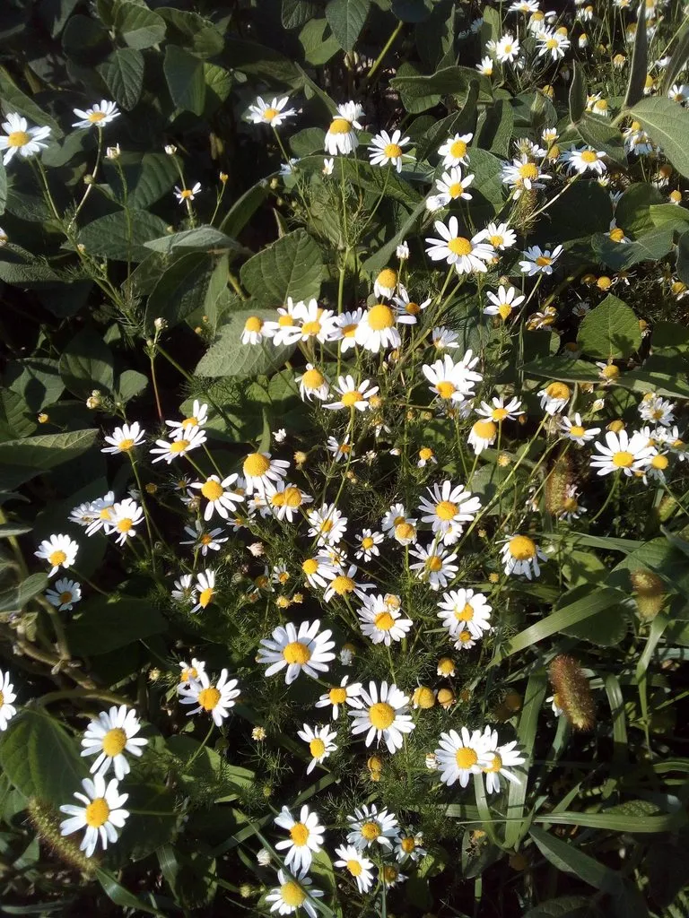 Чайная беседка