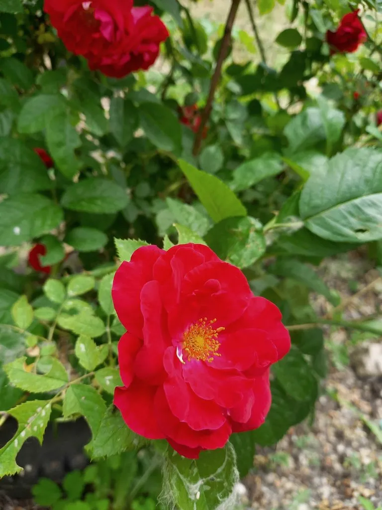 Флора