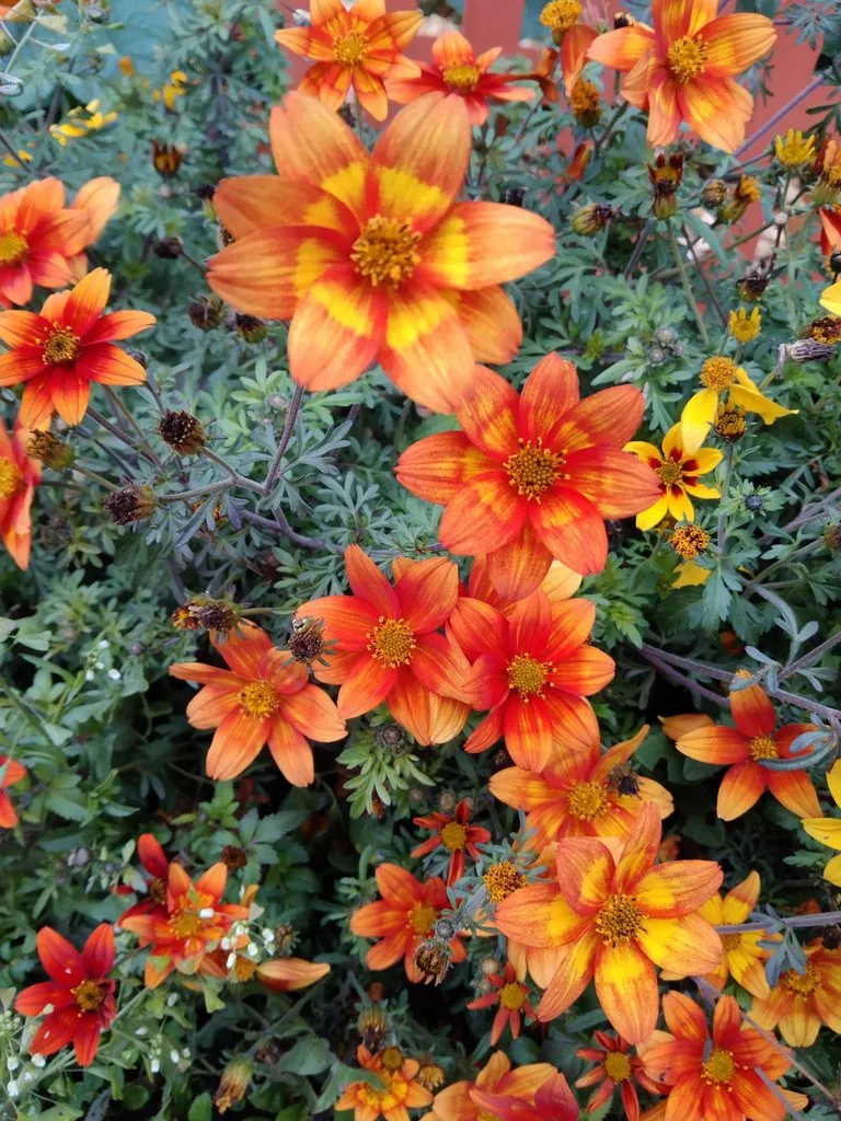 Чайная беседка